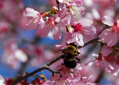 Photo of the Week: Flower Buzz Image